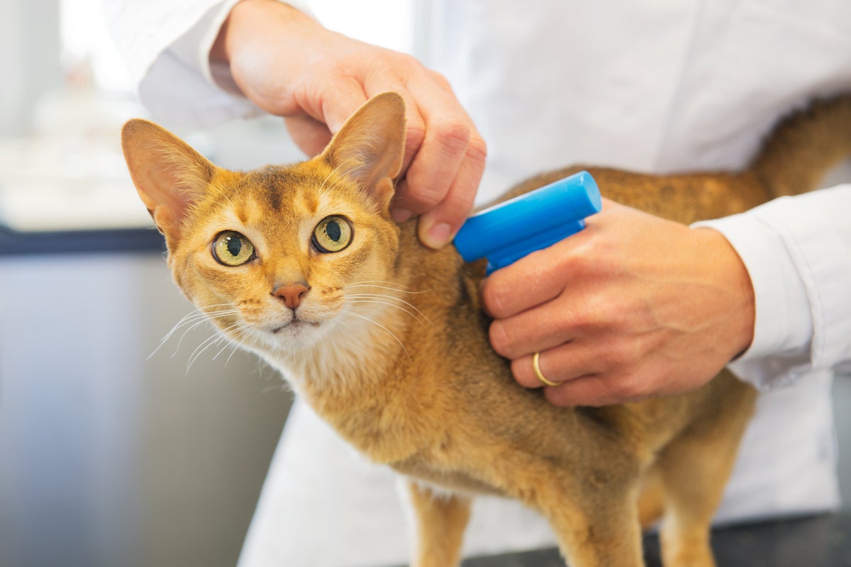 What you need to know about microchipping as millions of cat owners face fines