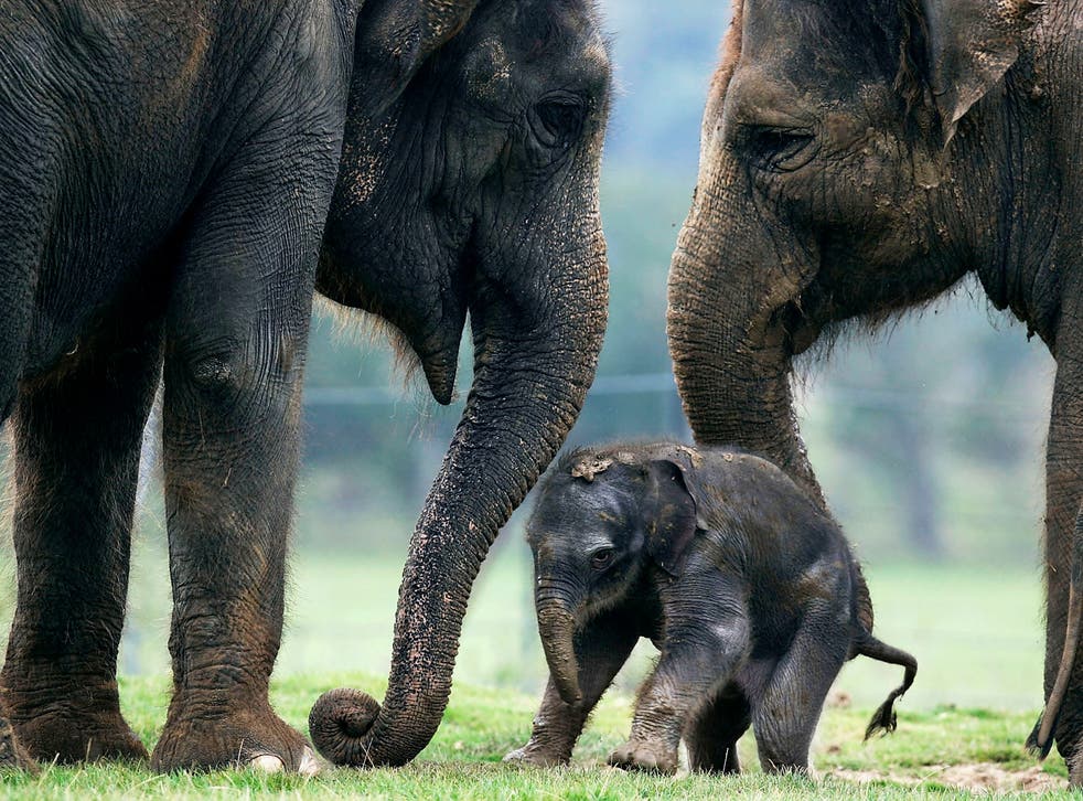 Matriarch elephants are a source of knowledge for their young, Prof Whiten points out