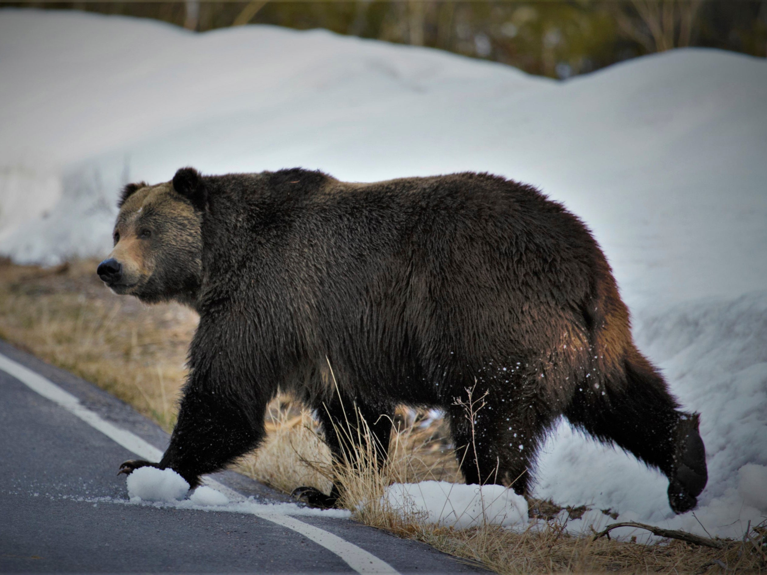 A grizzly bear just north of the National Elk Refuge in Grand Teton National Park, Wy