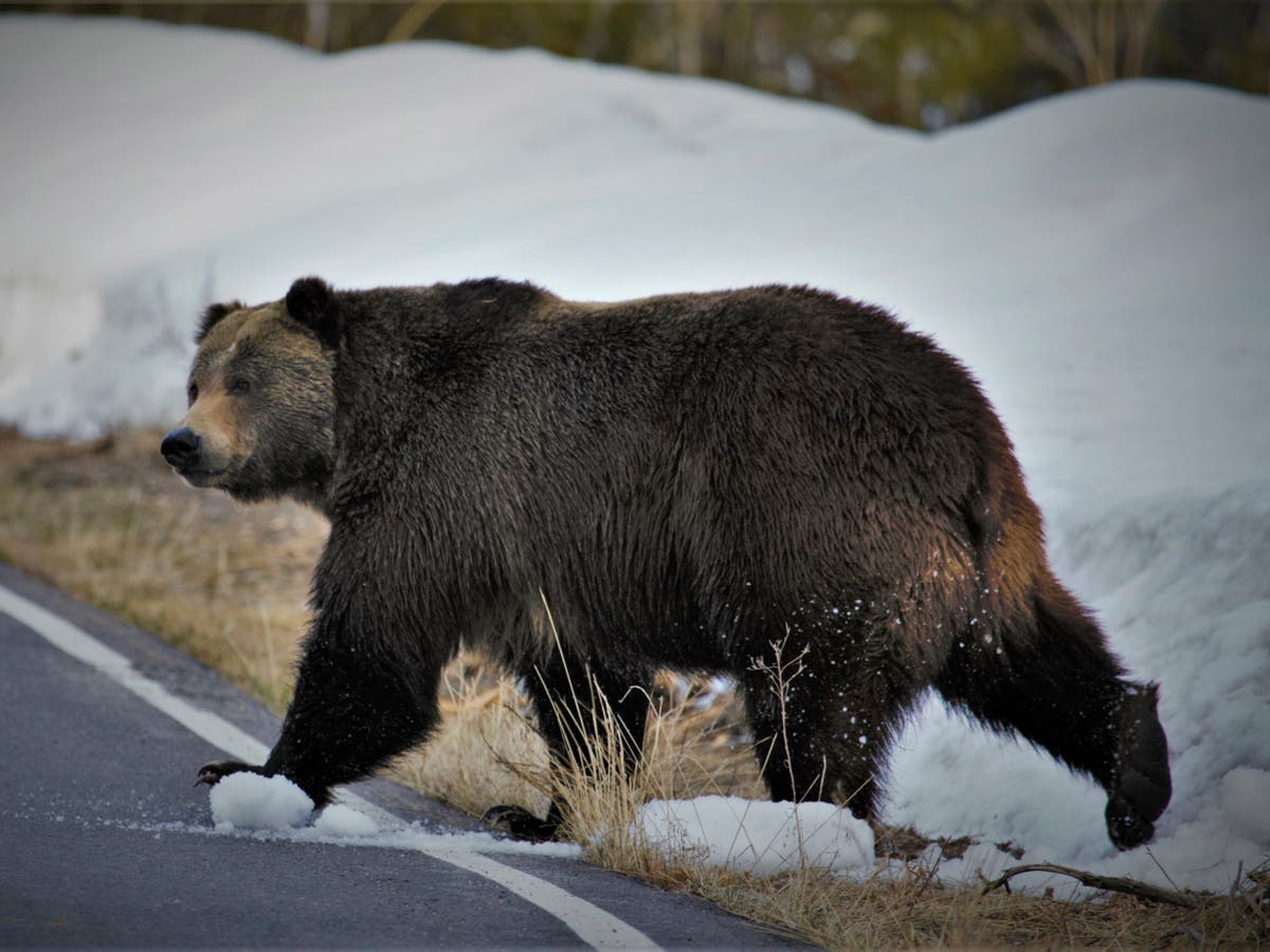 Grizzly bears are expanding their roaming grounds meaning they need more protection, new study says