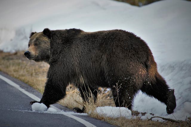 <p>A grizzly bear just north of the National Elk Refuge in Grand Teton National Park, Wy</p>