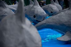 Groups urge pressure on Mexico to save tiny vaquita porpoise