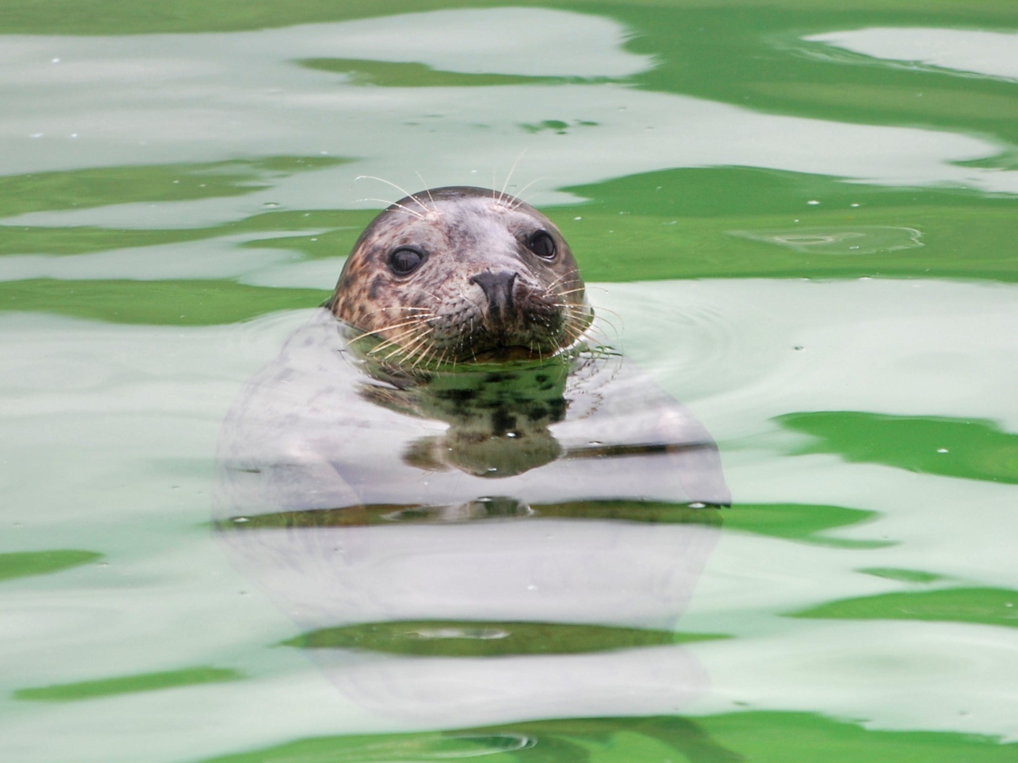 Dog owners are also being encouraged to keep their pets on a lead wherever seals might be present