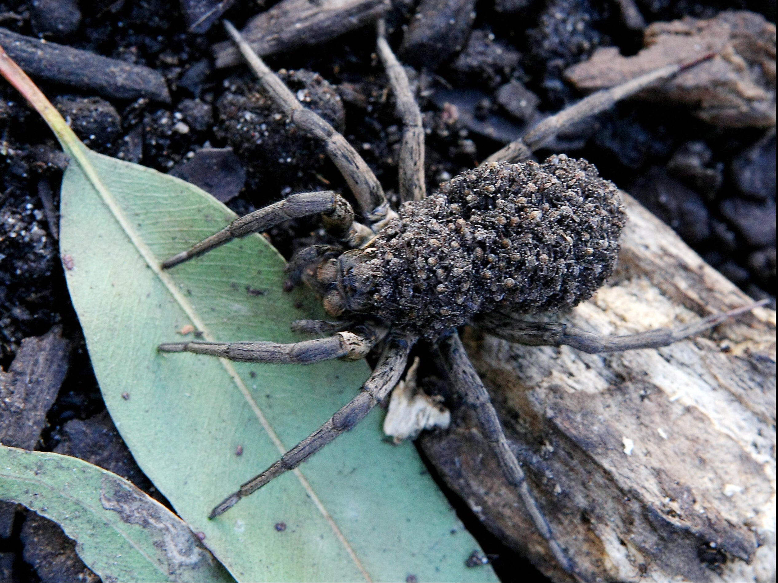 A garden wolf spider carries her brood of over 100 babies on her back for protection