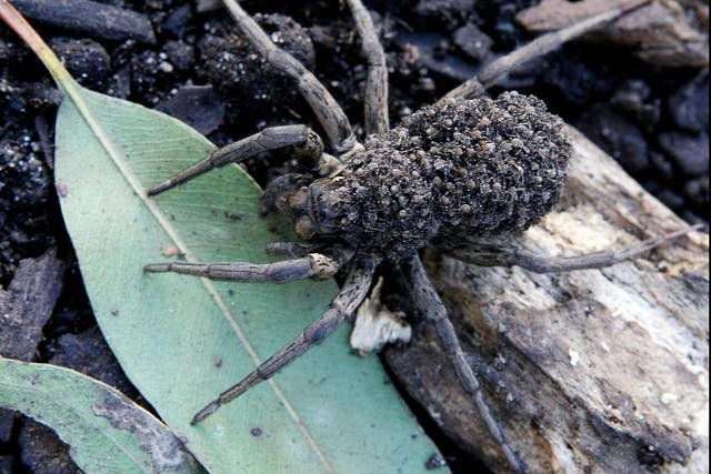 A garden wolf spider carries her brood of over 100 babies on her back for protection