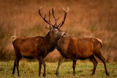 Deer mutilated and killed in suspected dog attacks in Scottish nature reserve