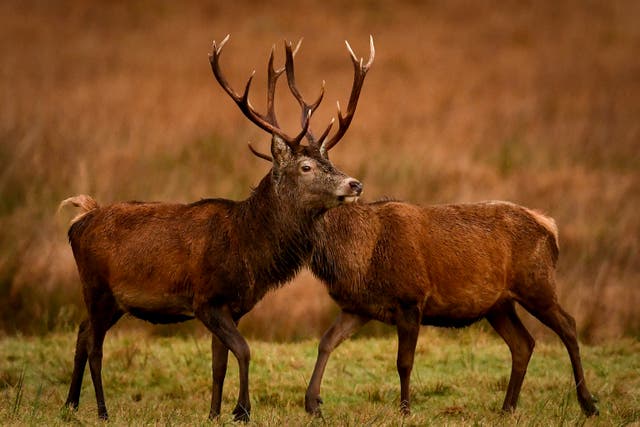 Red deer graze in the Highlands on November 26, 2020 in Glen Etive, Scotland