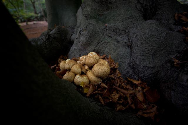 Fungi grow on the trunk of a tree in Epping Forest on 25 October, 2008 in London, England.  People have been fined a total of ?2,000 for illegally picking mushrooms in the forest.