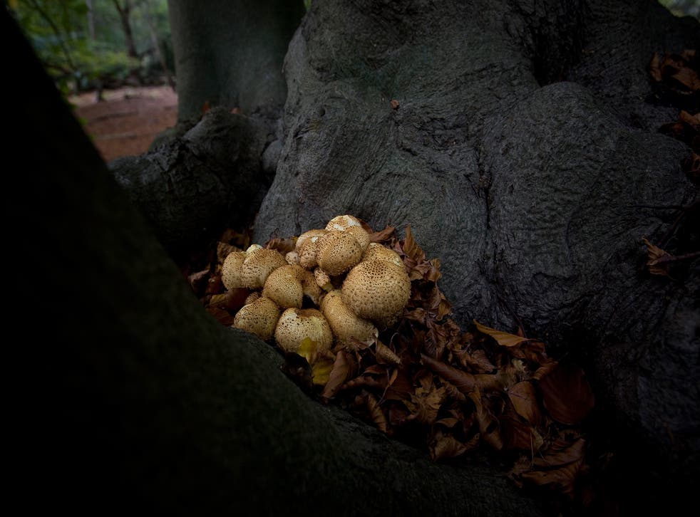Fungi grow on the trunk of a tree in Epping Forest on 25 October, 2008 in London, England.  People have been fined a total of £2,000 for illegally picking mushrooms in the forest.