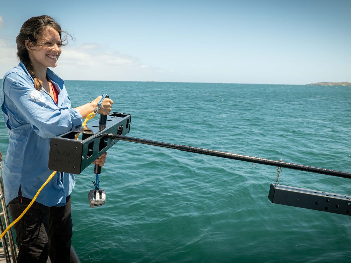 Ocean camera network launched to protect wildlife in UK Overseas Territories