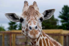 April, the giraffe that became an online star, dies