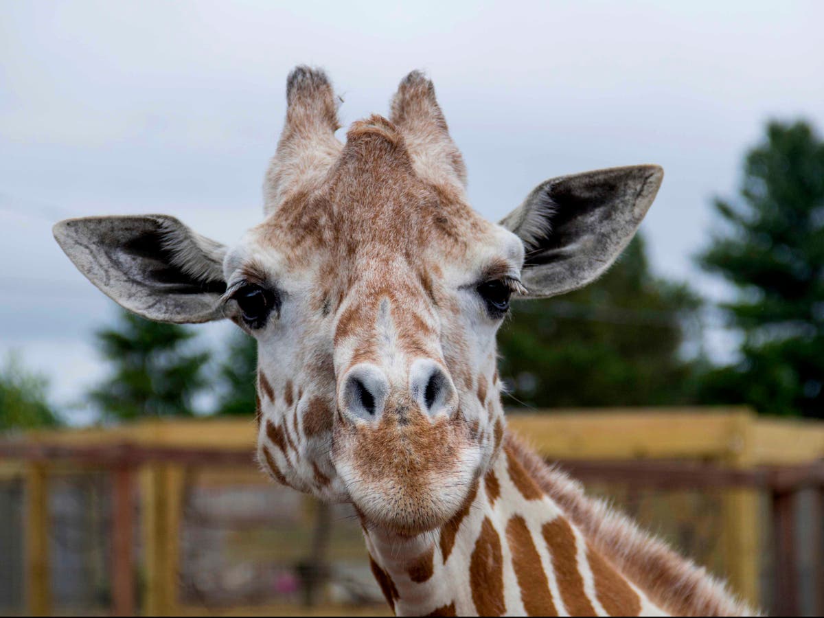April the viral giraffe dies due to advancing arthritis The Independent(01)