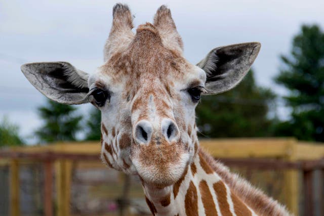 <p>April the giraffe at Animal Adventure Park in Harpursville, New York on 3 June 2018</p>