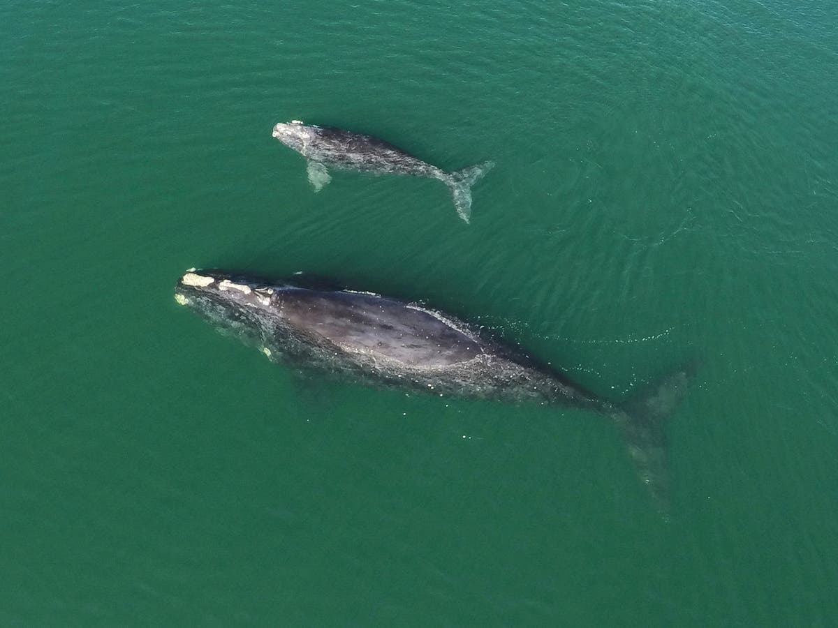 Births among endangered right whales highest since 2015 Births among endangered right whales highest since 2015
