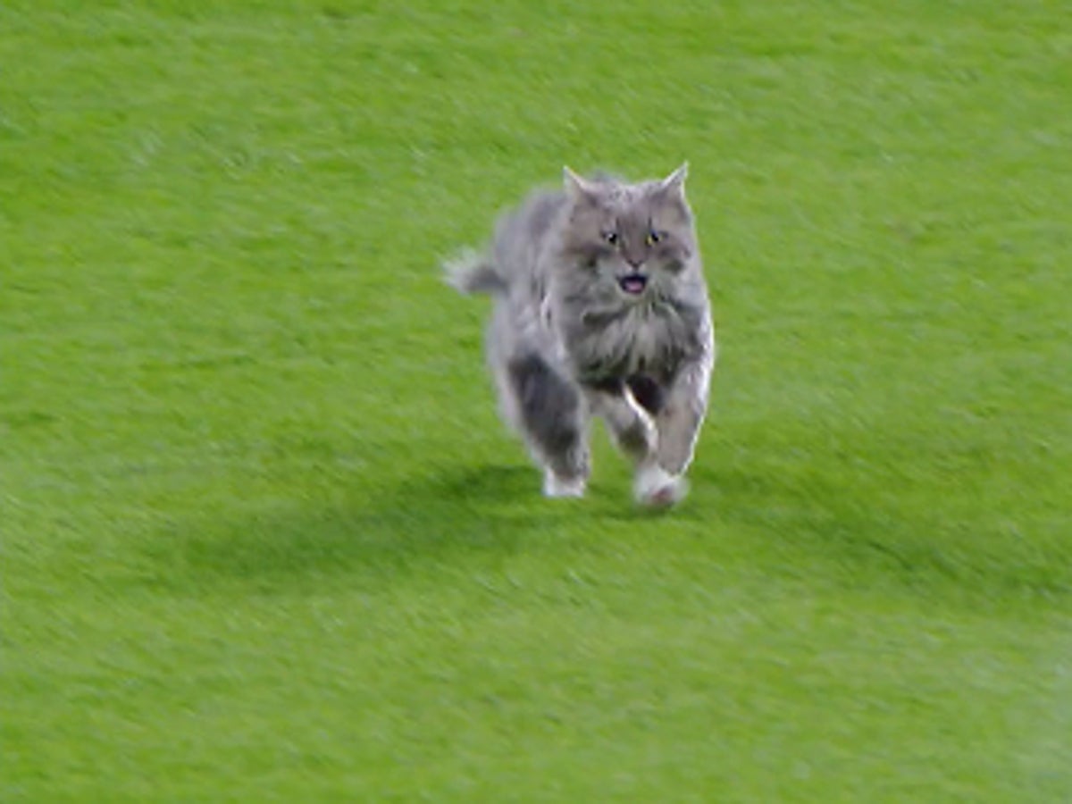 Purr-fect night: Bauer wins LA debut, cat on field at Coors – KXAN