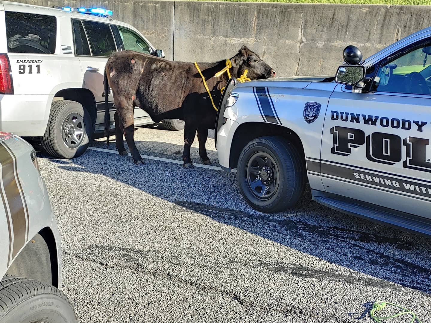 Police in Dunwoody, Georgia, said they were called to the interstate, which runs west of Atlanta, that morning to reports that a cow was running on the road