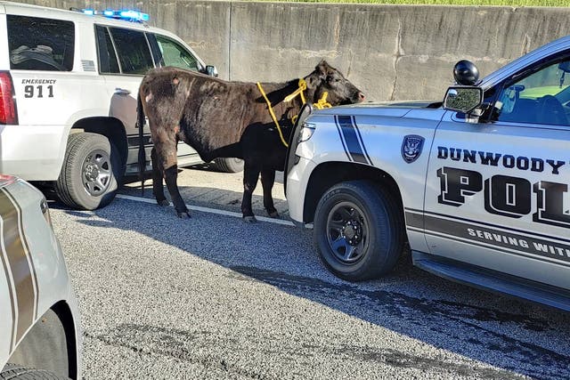 <p>Police in Dunwoody, Georgia, said they were called to the interstate, which runs west of Atlanta, that morning to reports that a cow was running on the road</p>