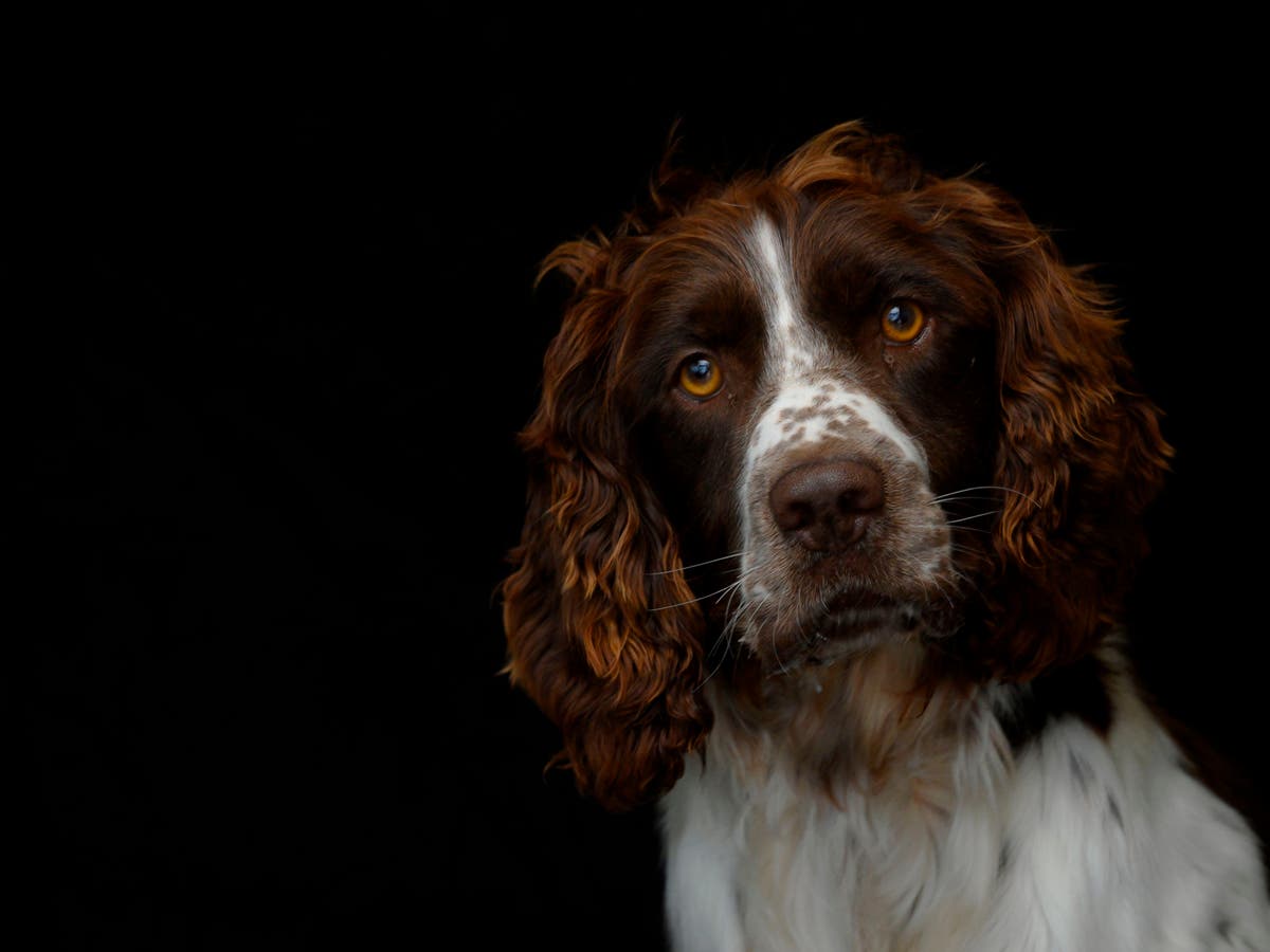 Woman and two boys arrested after Essex police seize ‘stolen’ dogs 