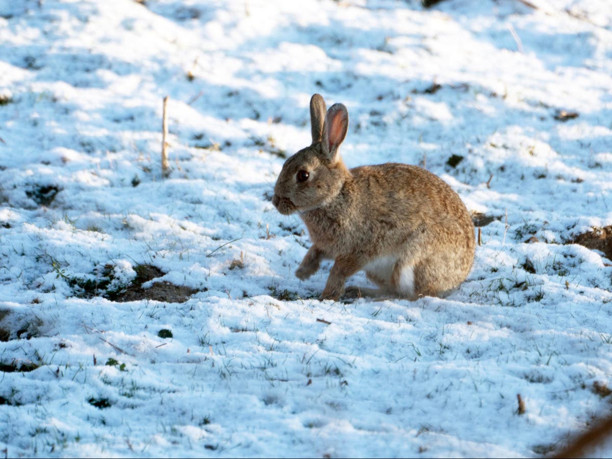 UK weather: ‘Arctic trough’ brings snow and freezing temperatures to Britain after mini-heatwave