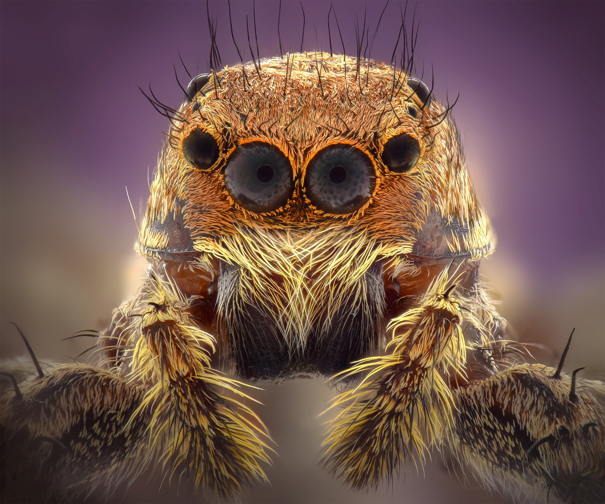 A fearsome close up of a jumping sider in Oman won Khaled Faraj Al-Wadihi the Macro category