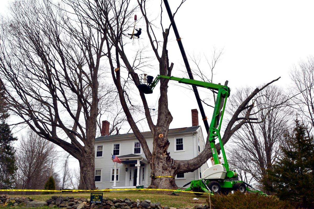 Safety concerns bring down largest sugar maple tree in US Kensington
