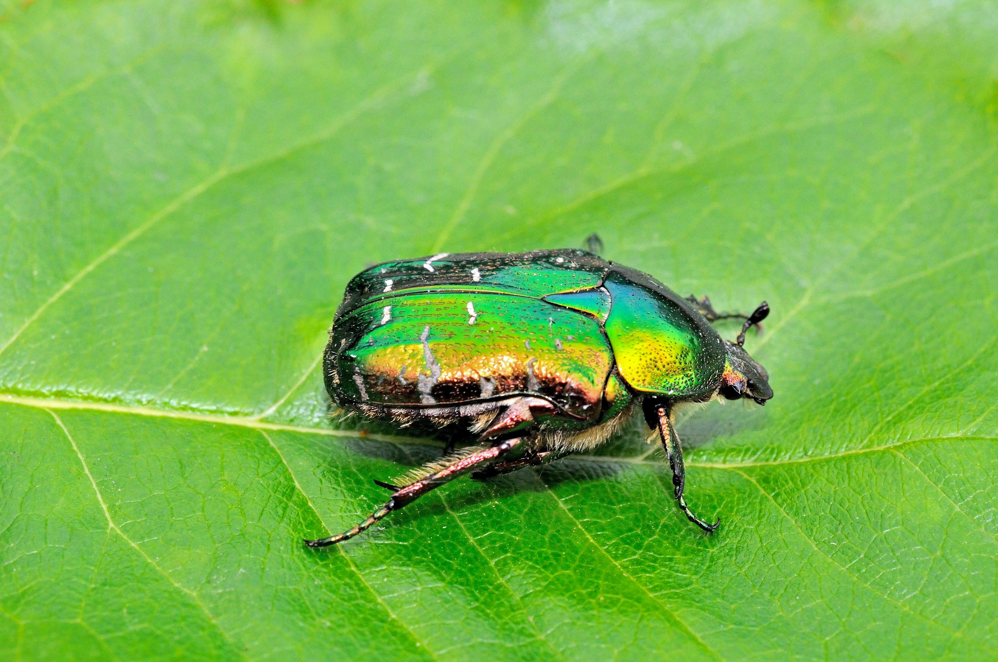 Rose chafer beetle (Alamy/PA)