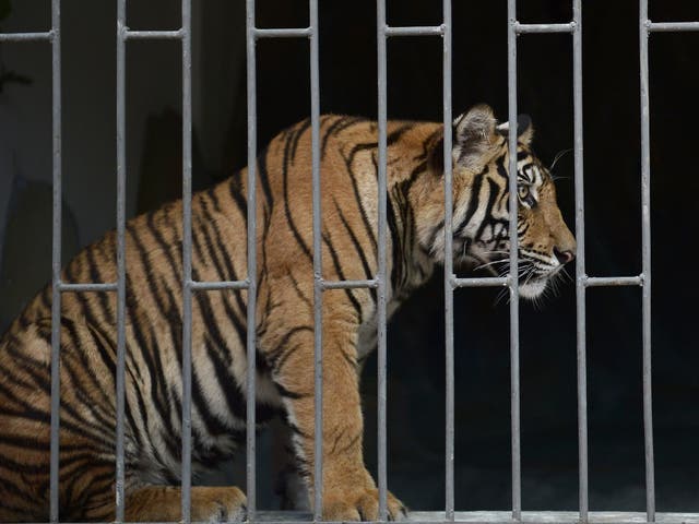 A tiger sits in a cage in the Golden Triangle special economic zone in northwestern Laos