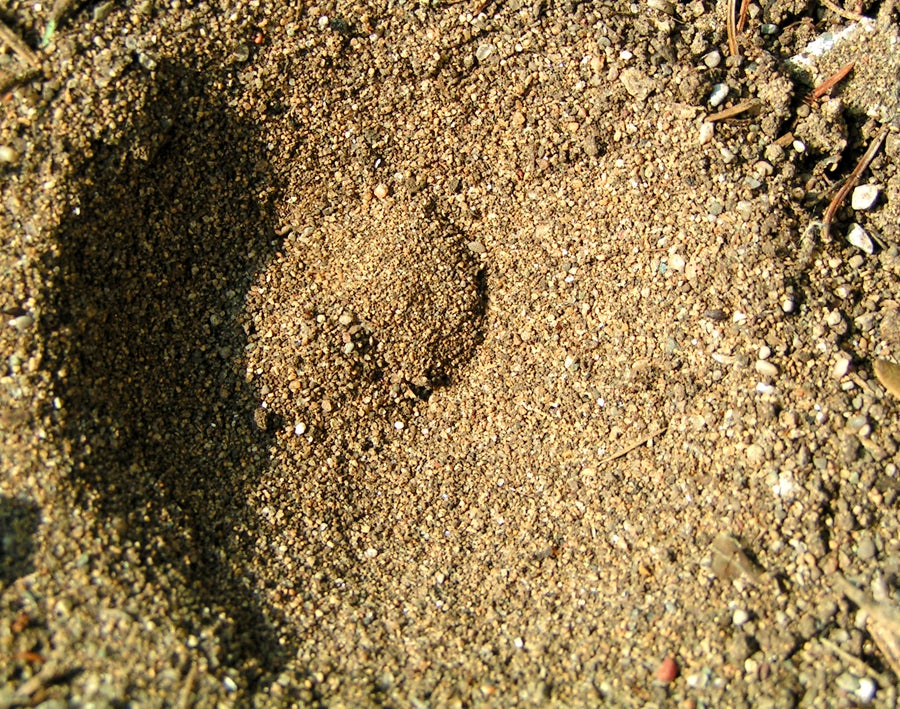 A trap hole dug by antlion larvae