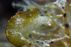 Science news in brief: From self-beheading sea slugs to glowing sharks