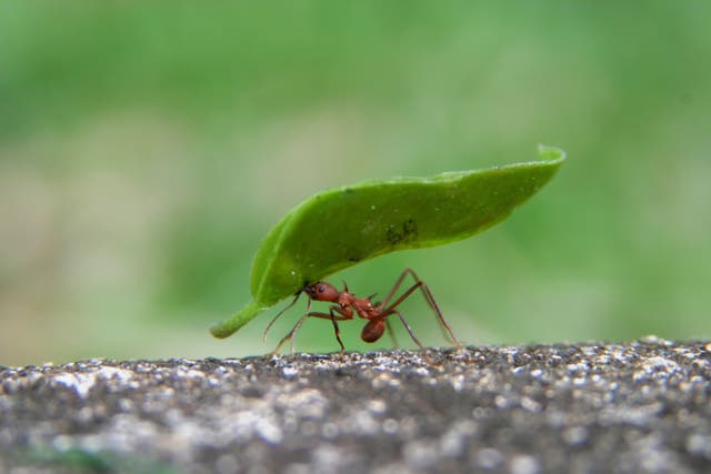 <p>Ants have such a wide variety of shapes and styles and faces that they quickly begin to feel not just like individuals, but like people</p>