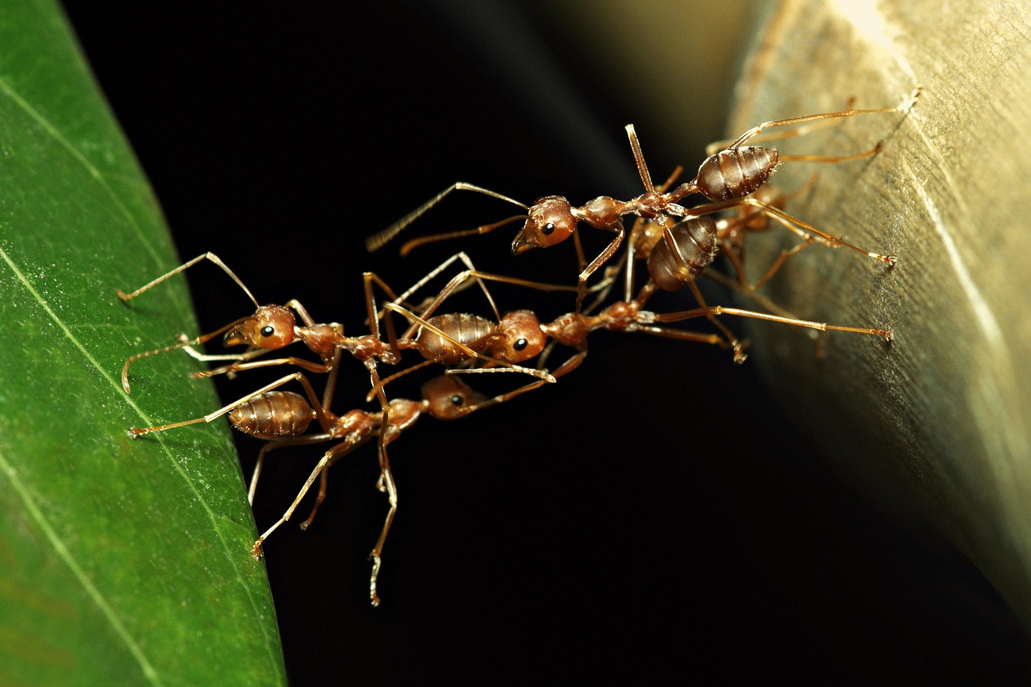 Rice: ‘To answer the question posed by an ant’s form is to begin to untangle the intricate relationships that scaffold our world’