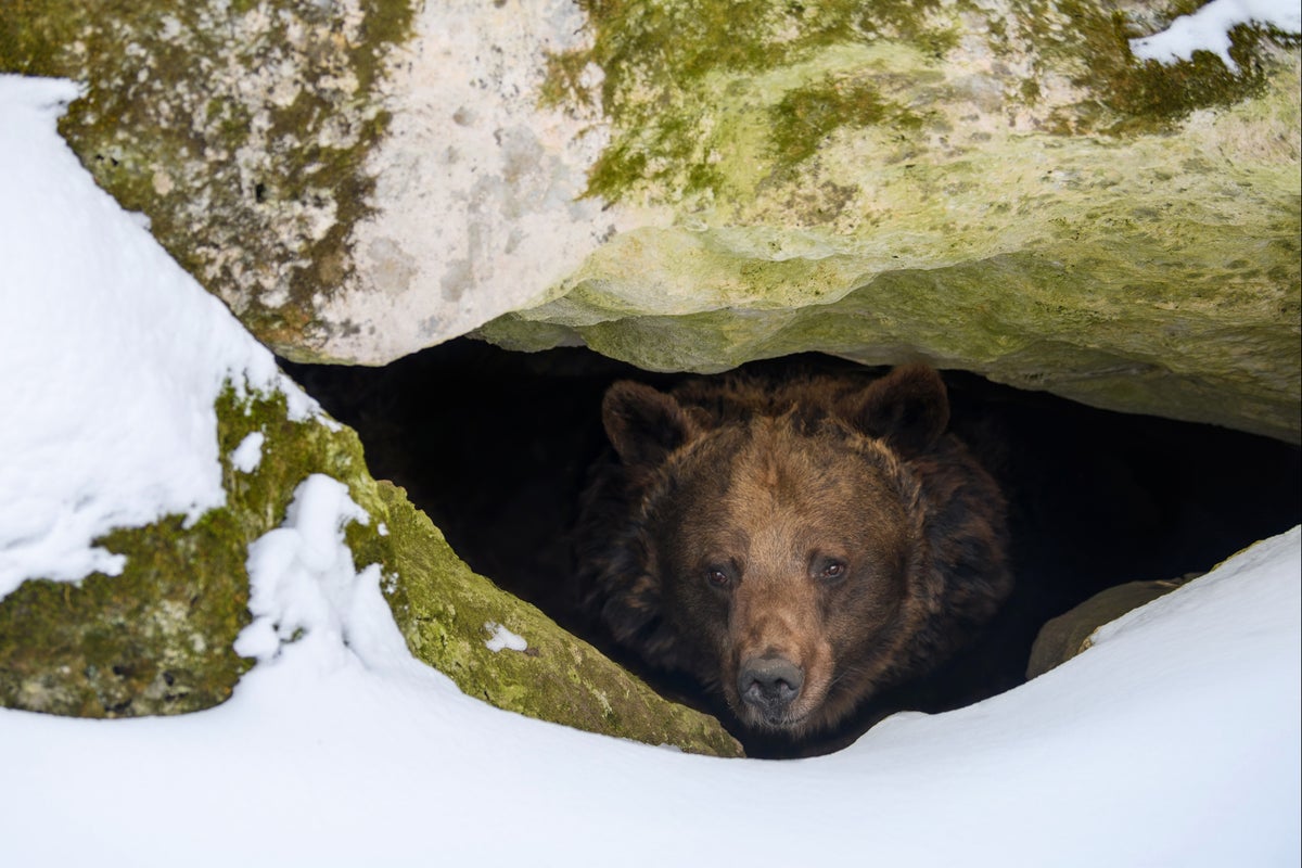 Secrets of hibernating animals could unlock new Alzheimer’s treatments