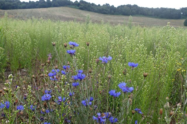 Cornflowers at Dropping Well Farm, one of ten projects helping nature recover