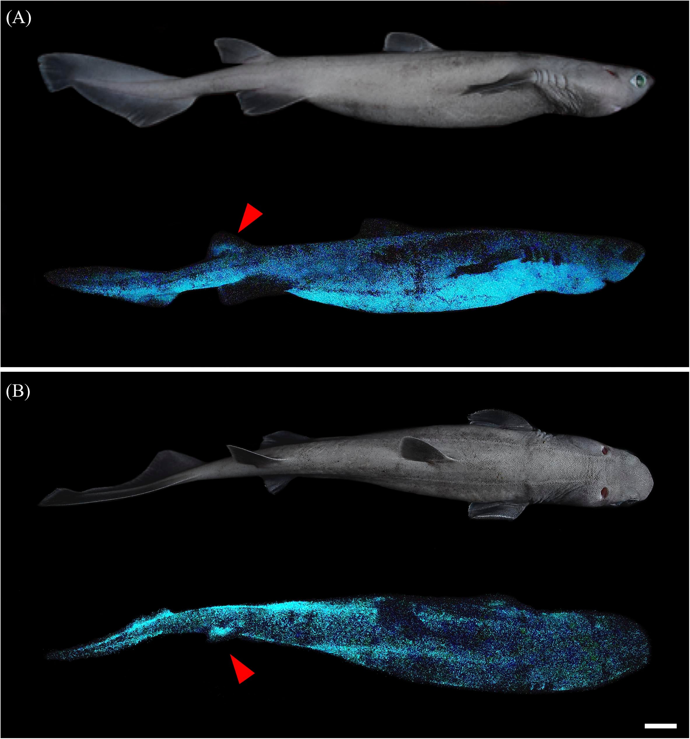 The kitefin shark’s bioluminescence is regulated by the hormone melatonin