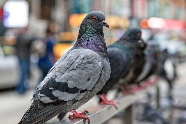 A pigeon was found with a nail through its beak, believed to have been shot by someone with a nail gun, says the Scottish SPCA