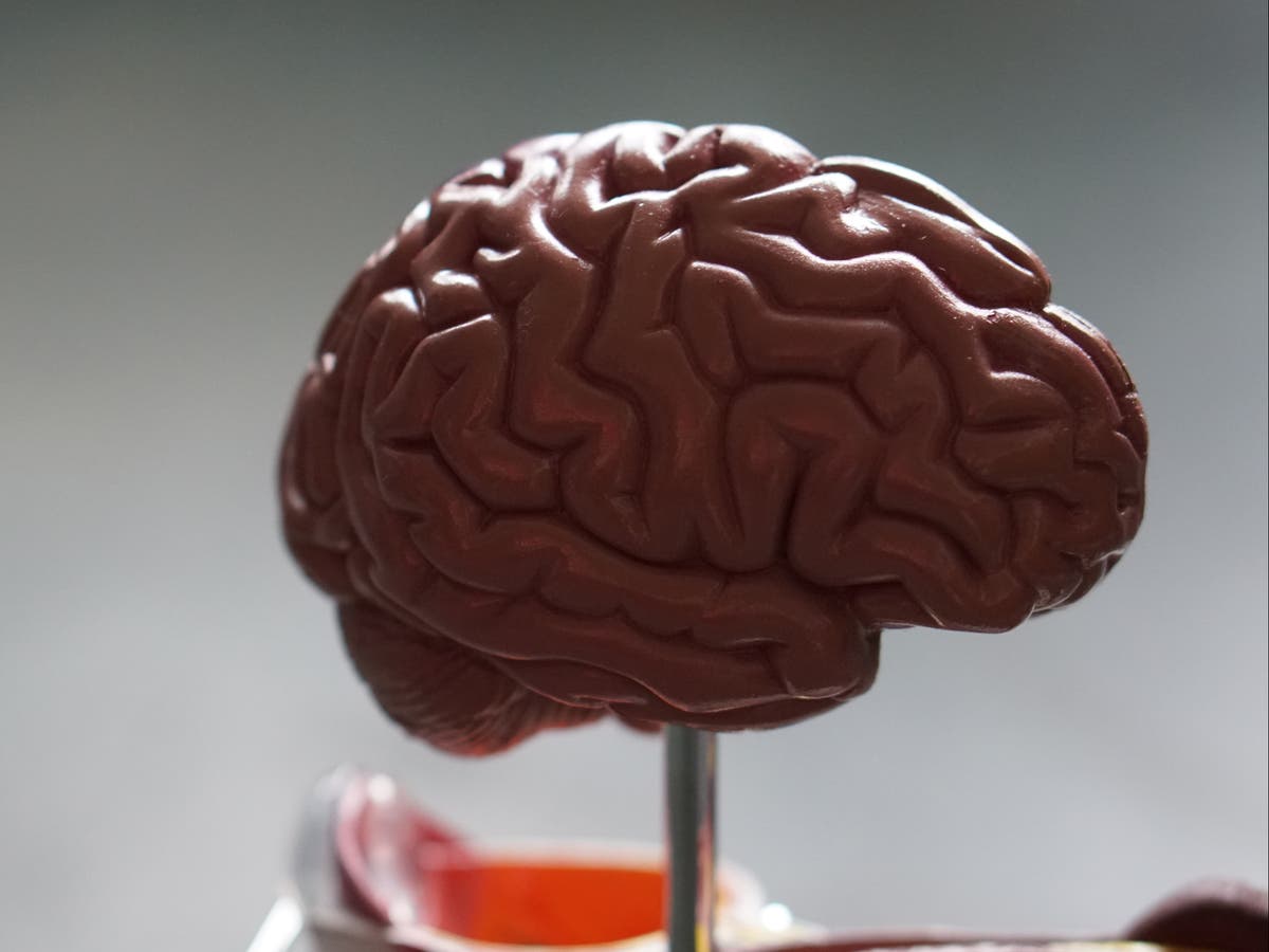 Scientists are growing tiny brains in 3D-printed reactors