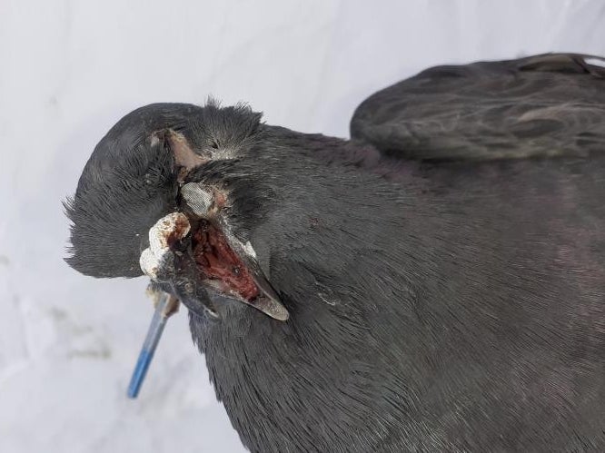 A pigeon had to be put down after it was shot through the beak with a nail gun, says the Scottish SPCA