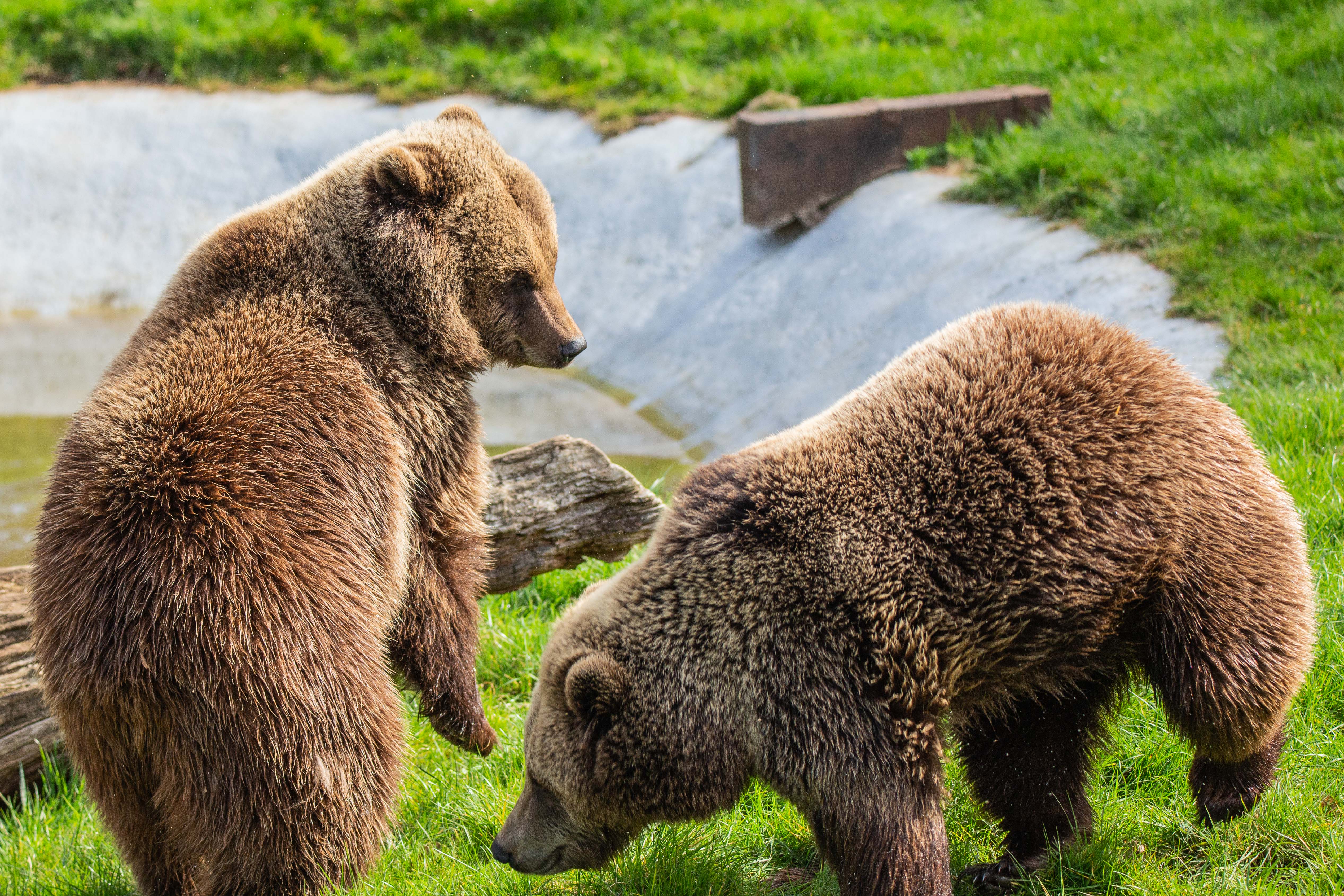 Bear name