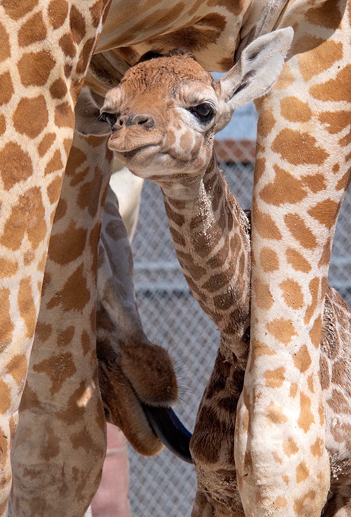 Same dad, two babies: Zoo Miami presents newborn giraffes