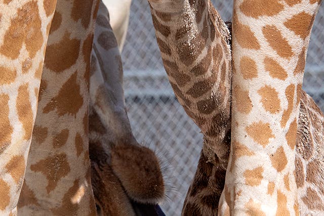 Baby Giraffes-Zoo Miami