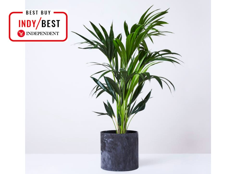 20 Best Tall Indoor Plants