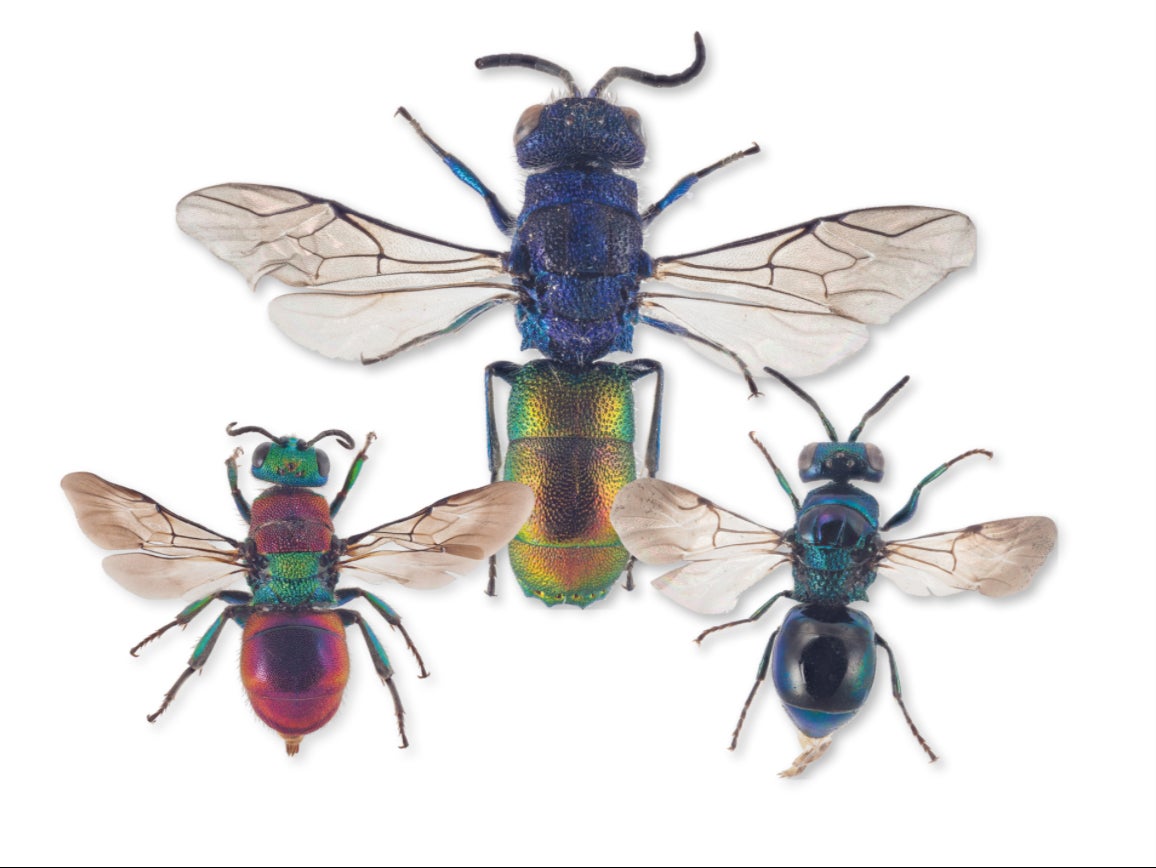 Cuckoo wasps are also known as emerald wasps due to their iridescent carapaces