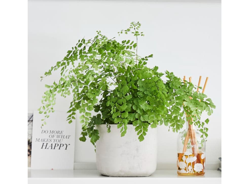 wallpapers Top Ten House Plants Uk best house plants for your indoor space