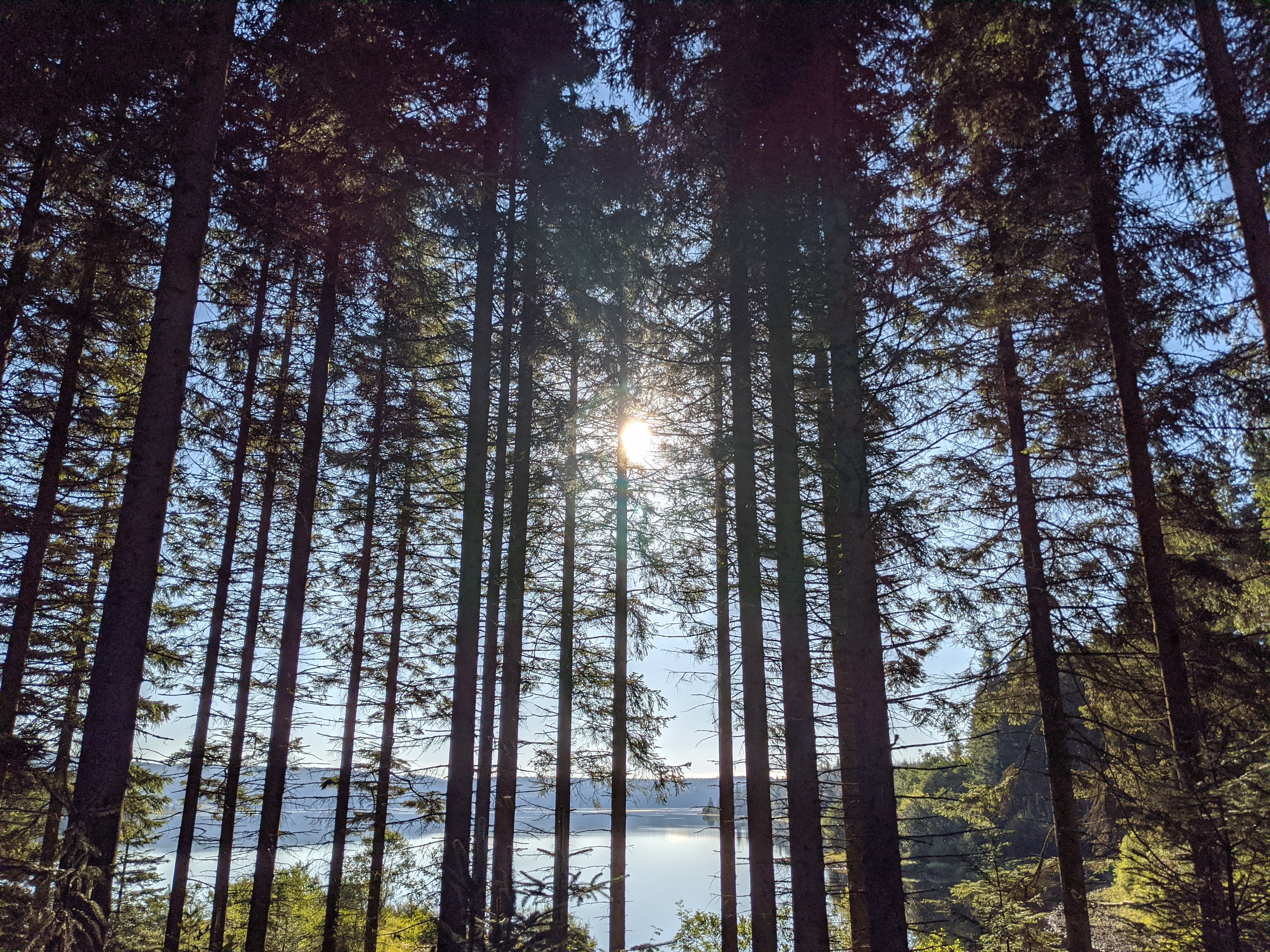 Sky-scraping conifers line the main road through the park