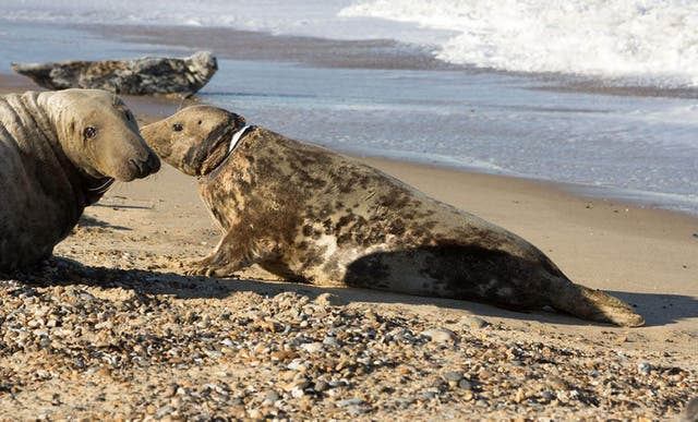 The seal known as Mrs Vicar (pictured right) was finally captured at Horsey Beach on Easter Sunday