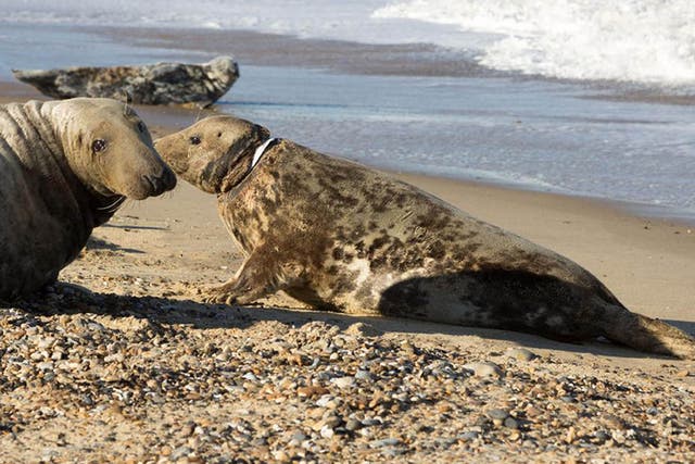The seal known as Mrs Vicar (pictured right) was finally captured at Horsey Beach on Easter Sunday