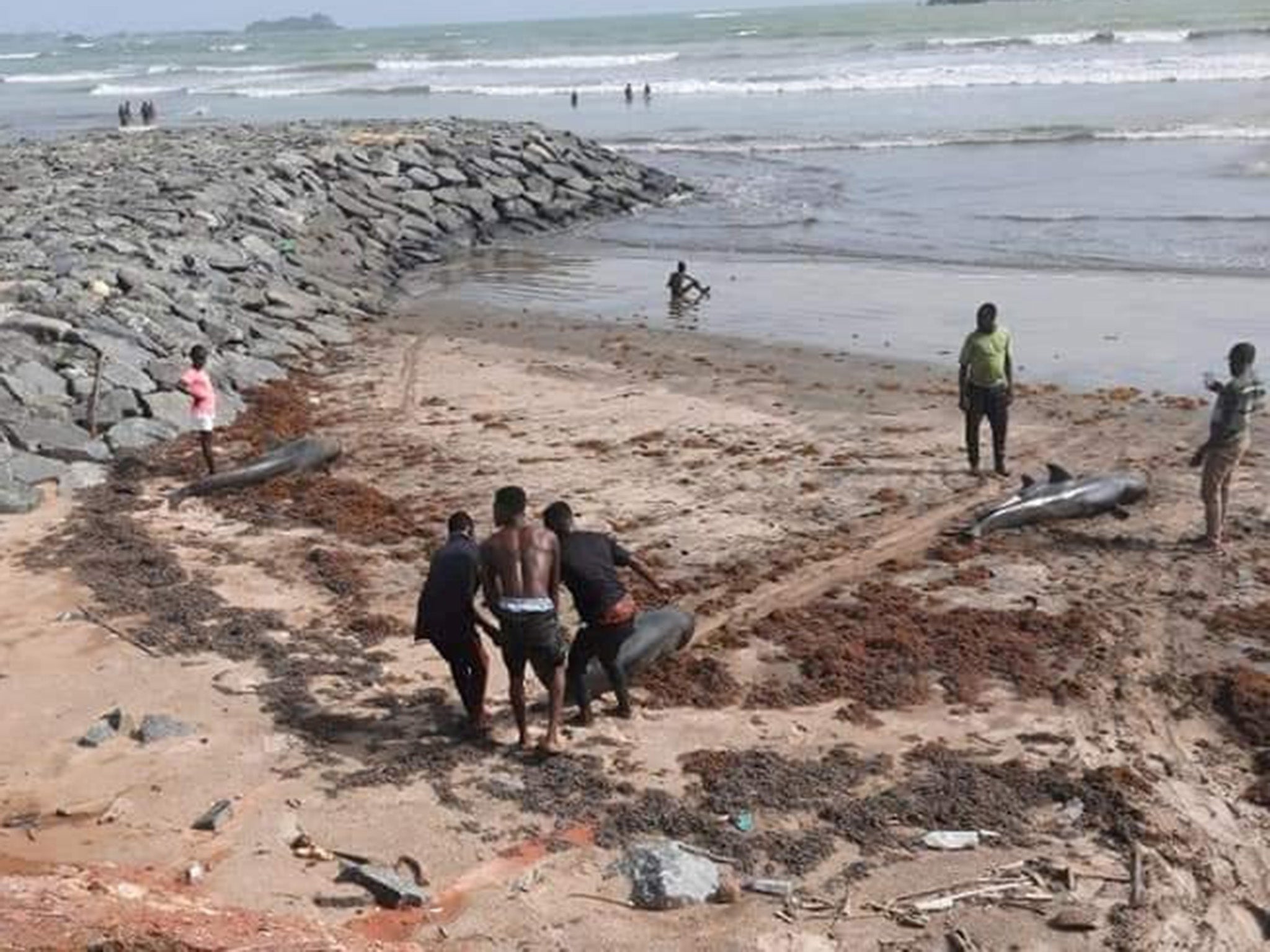 A dolphin carcass is dragged along the beach at Axim