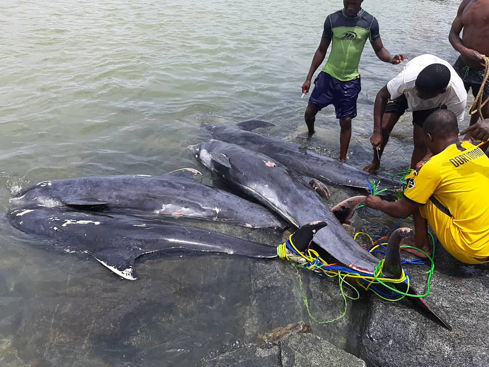 Men inspect dolphin carcasses that washed up on the shores of Axim, Ghana