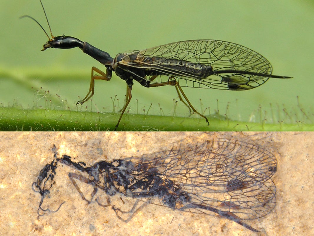 Modern snakefly (above), and below a fifty-two-million-year-old fossil of a snakefly from Driftwood Canyon in British Columbia