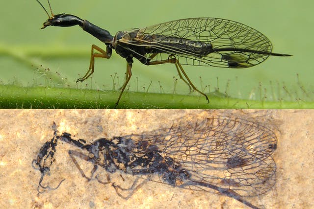 Modern snakefly (above), and below a fifty-two-million-year-old fossil of a snakefly from Driftwood Canyon in British Columbia